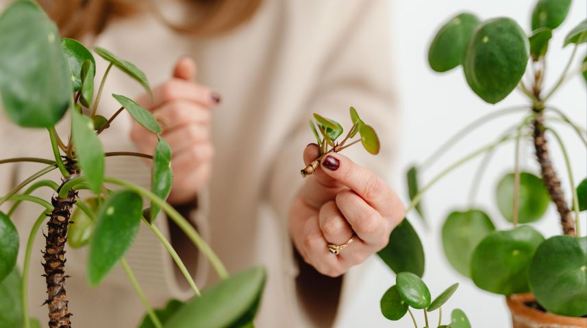 Kambalda Plant and Cuttings Swap