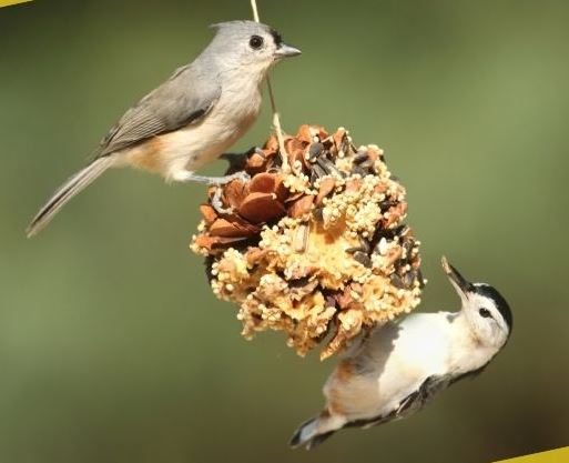 Bird Feeder Day