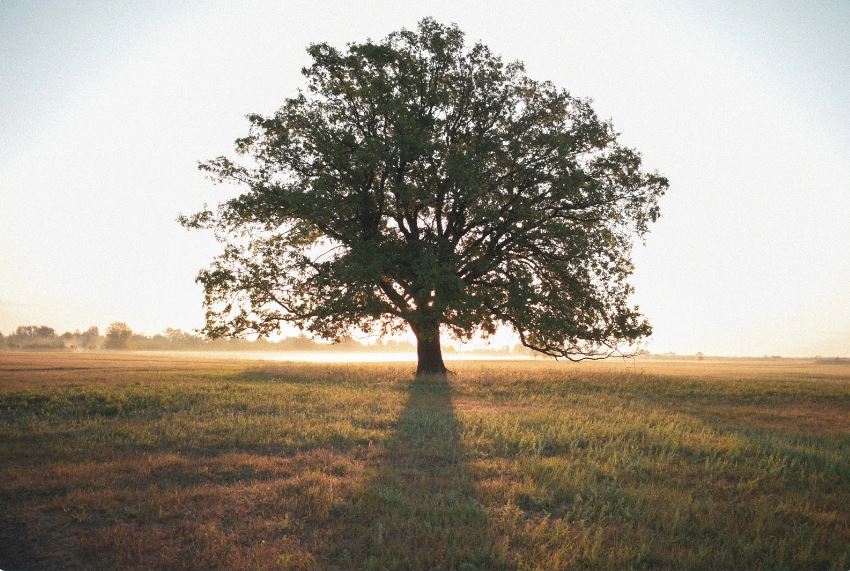 Harmony Day Community Tree